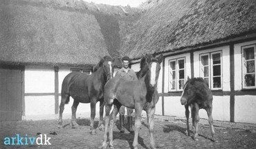 Foto fra Lysegårds gårdsplads med Holger Andersen med heste og føl. Den 4-længede gård nedbrændte under den store brand i Vindinge i 1954. Den røde lade og svinehuset blev reddet.