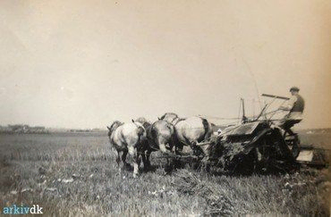 1920-40. Selvbinderen, trukket af 3 kraftige heste.