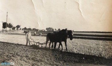 Hørkærgård 1920-40. Efterårspløjning med svingplov. Produceredes i Danmarl fra 1830 og fortrængte o. 1860 fuldstændig hjulploven. Her er 2 x 2 heste i gang på samme mark, men ploven kunne også trækkes af en enkelt, kraftig hest. Moderne, traktordrevne plove bruger samme plovskærsprincip, men med flere/mange plovskær.